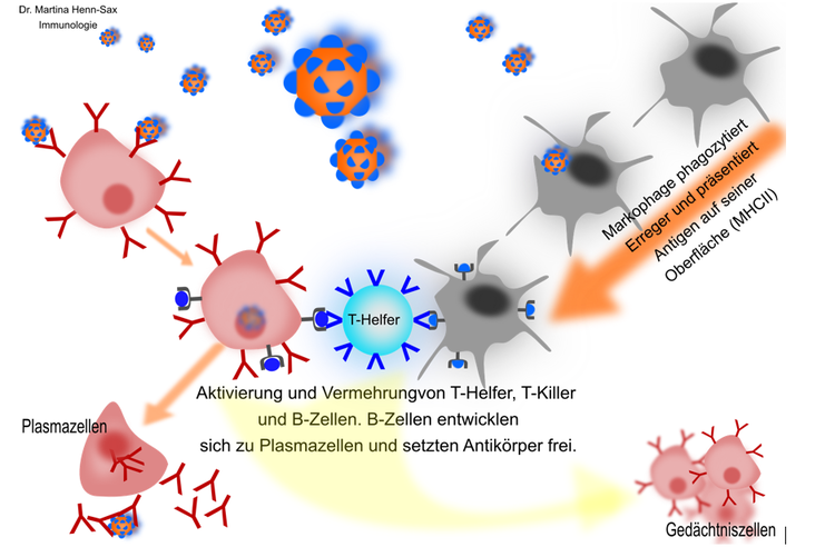 Die verschiedenen Komponenten des Immunsystems arbeiten optimal zusammen um einen Eindringling (Bsp. Krankheitserreger) unschädlich zu machen.