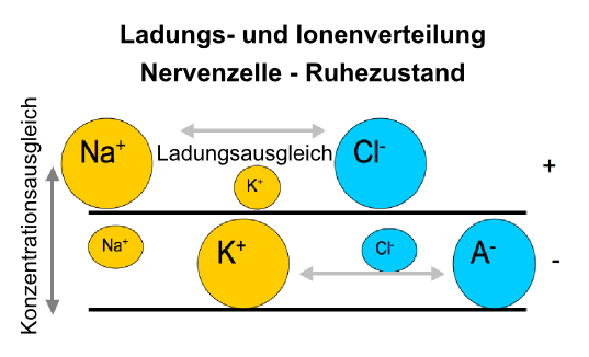 Abbildung: Ionenverteilung an der Nervenzellmembran und Entstehung des Ruhepotentials durch Diffusion von Kaliumionen. Der dunkelgraue Pfeil steht für das Bestreben zum Konzentrationsausgleich, der hellgraue Pfeil für das Bestreben zum Ladungsausgleich. Abbildung: Ionenverteilung an der Nervenzellmembran und Entstehung des Ruhepotentials durch Diffusion von Kaliumionen. Der dunkelgraue Pfeil steht für das Bestreben zum Konzentrationsausgleich, der hellgraue Pfeil für das Bestreben zum Ladungsausgleich.