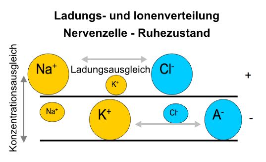 Abbildung: Ionenverteilung an der Nervenzellmembran und Entstehung des Ruhepotentials durch Diffusion von Kaliumionen. Der dunkelgraue Pfeil steht fÃƒÂ¼r das Bestreben zum Konzentrationsausgleich, der hellgraue Pfeil fÃƒÂ¼r das Bestreben zum Ladungsausgleich.