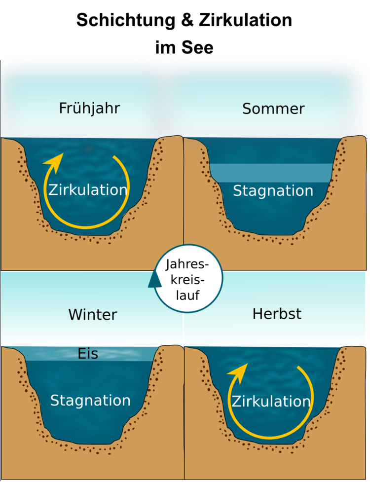 Abbildung 3. See im jahreszeitlichen Wechsel. Sommer und Winter sind die Monate der Stagnation, im Fr�hjahr und Herbst werden die Wasserschichten komplett umgew�lzt (Zirkulation).