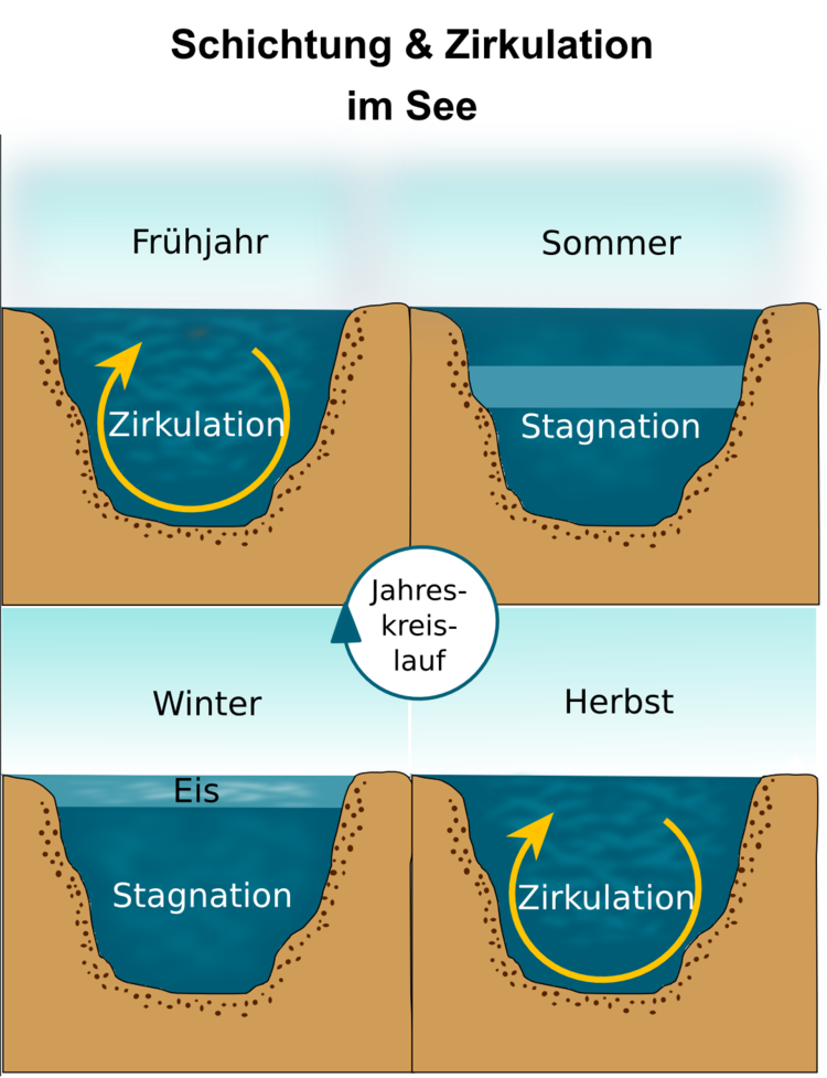 Abbildung 3. See im jahreszeitlichen Wechsel. Sommer und Winter sind die Monate der Stagnation, im Frühjahr und Herbst werden die Wasserschichten komplett umgewälzt (Zirkulation). Abbildung 3. See im jahreszeitlichen Wechsel. Sommer und Winter sind die Monate der Stagnation, im Frühjahr und Herbst werden die Wasserschichten komplett umgewälzt (Zirkulation).