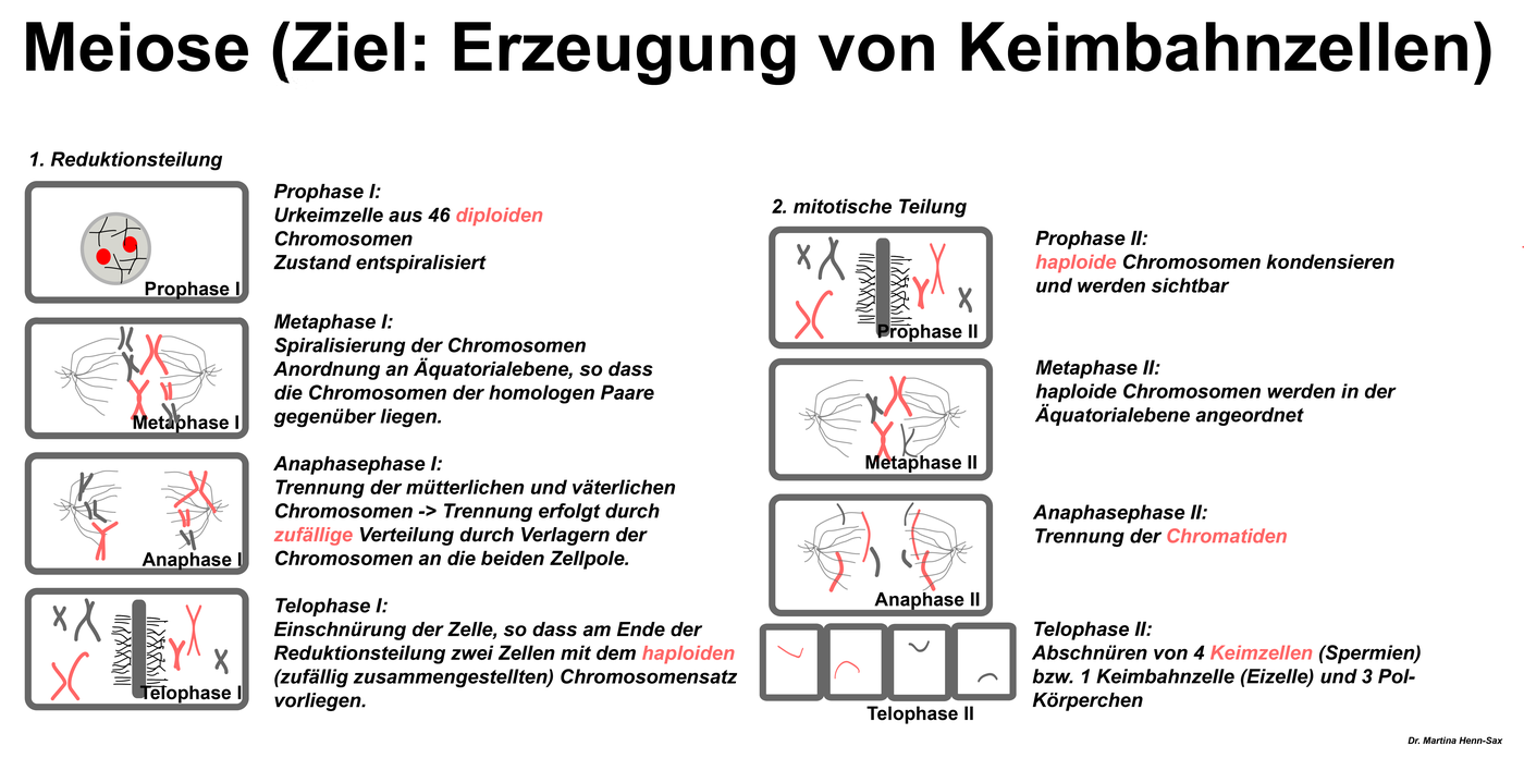 Meiose unterschied mann frau Diploid und