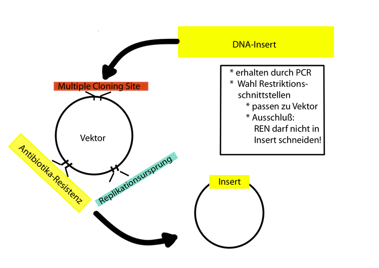 Klonierung einer DNA-Information in einen bakteriellen Vektor.