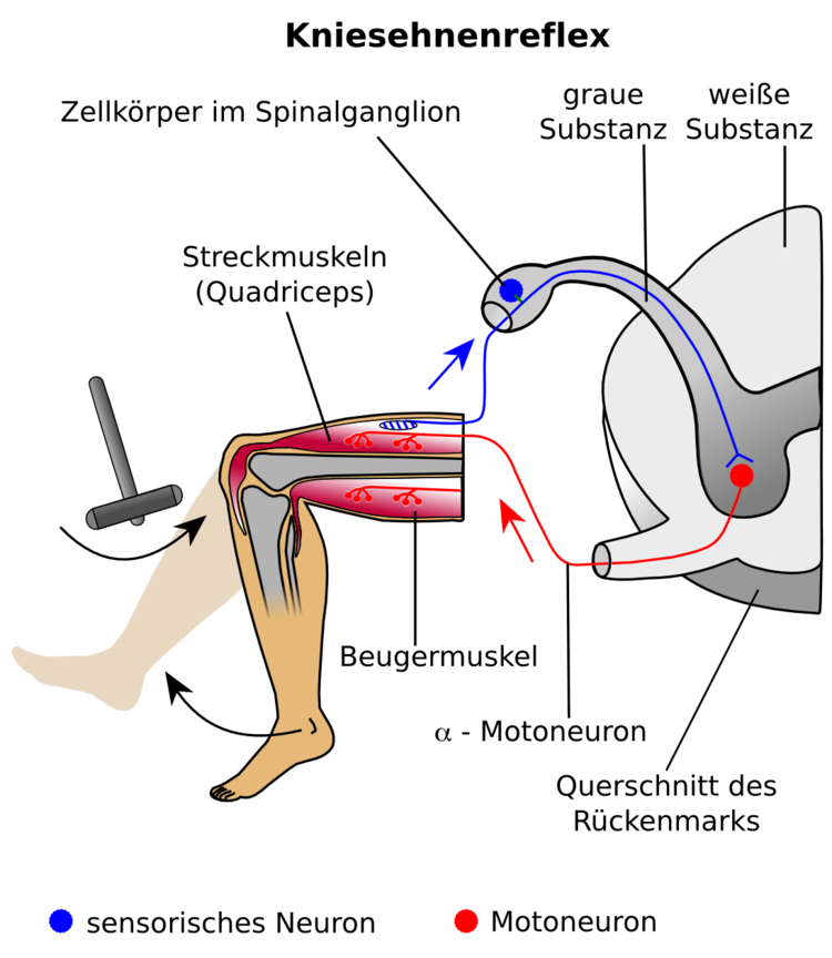 Schema Kiniesehnenreflex