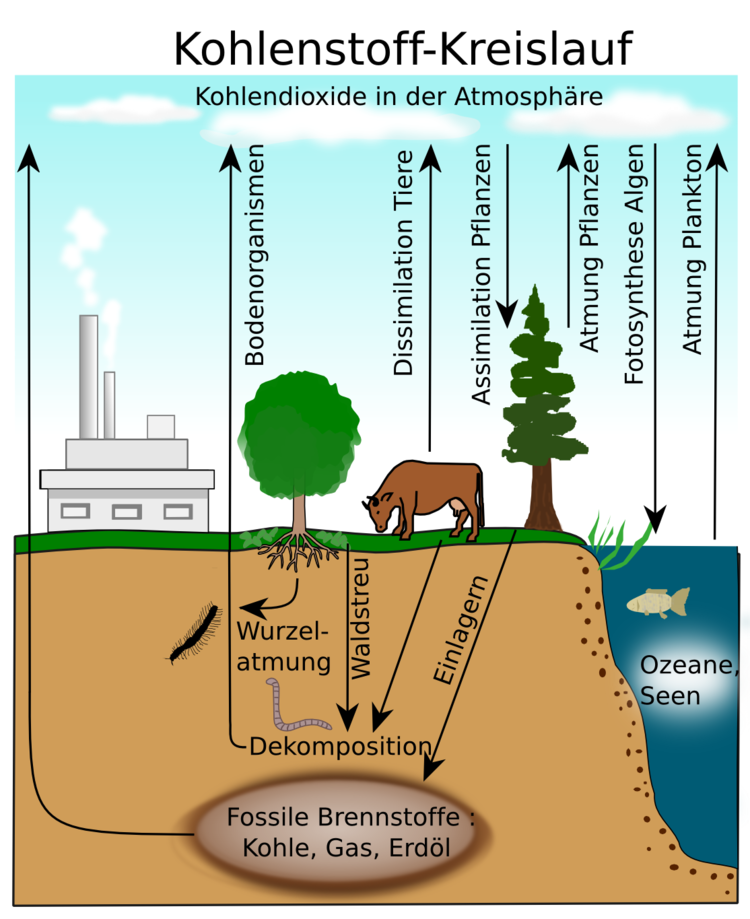 Kohlenstoffkreislaufs. Stellen Sie Produzenten und Konsumenten des Kohlenstoffs dar. Wo wird Kohlenstoff gespeichert? Was bringt den Kreislauf ins wanken? Im Wald findet sich ein sehr ?kleiner? NÃ¤hrstoffkreislauf, indem das auf dem Waldboden gelagerte Laub durch Destruenten abgebaut und mineralisiert wird. Im kommenden FrÃ¼hjahr stehen diese Mineralstoffe bereits wieder zur ?DÃ¼ngung? der BÃ¤ume zur VerfÃ¼gung.