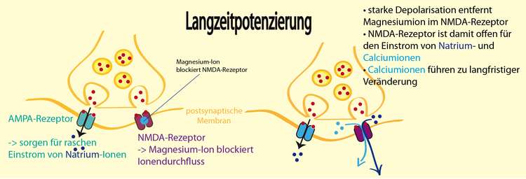 AMPA- und NMDA-Rezeptor spielen zusammen: Die Langzeitpotenzierung erfolgt durch eine Kombination der Funktion zweier Glutamat-Rezeptoren.