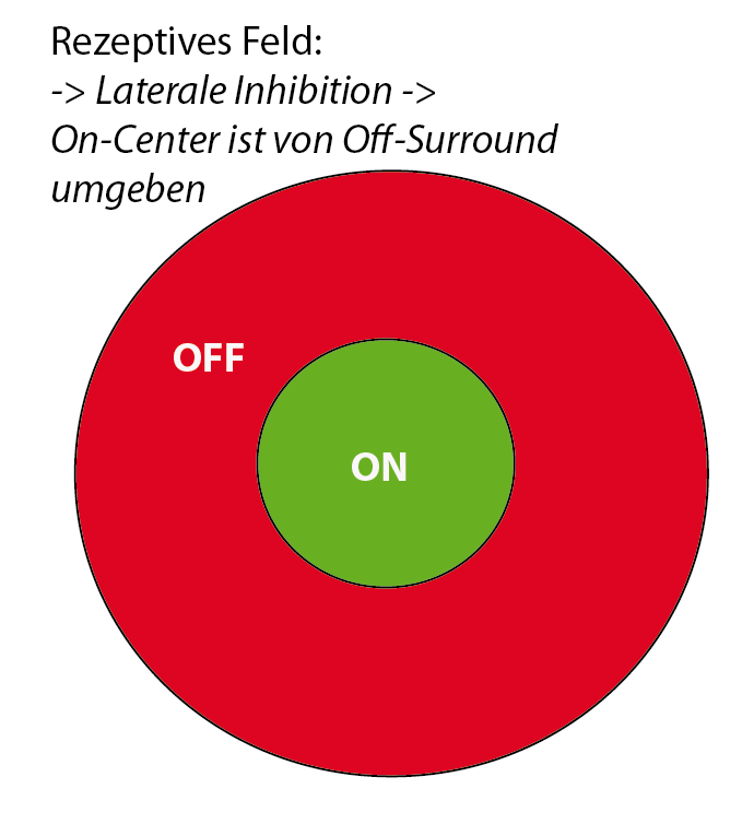 Rezeptives Feld: das Zentrum ist ein ON-Center, die Umgebung stellt ein OFF-Feld dar. Die Verschaltung dieser Zentren führt zum Eindruck der lateralen Inhibition, welche den Seheindruck in bestimmten Situationen (z.B. Hermannsches Gitter)verstärkt.
