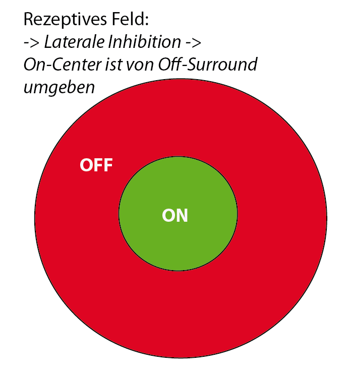 Rezeptives Feld: das Zentrum ist ein ON-Center, die Umgebung stellt ein OFF-Feld dar. Die Verschaltung dieser Zentren führt zum Eindruck der lateralen Inhibition, welche den Seheindruck in bestimmten Situationen (z.B. Hermannsches Gitter)verstärkt. Rezeptives Feld: das Zentrum ist ein ON-Center, die Umgebung stellt ein OFF-Feld dar. Die Verschaltung dieser Zentren führt zum Eindruck der lateralen Inhibition, welche den Seheindruck in bestimmten Situationen (z.B. Hermannsches Gitter)verstärkt.