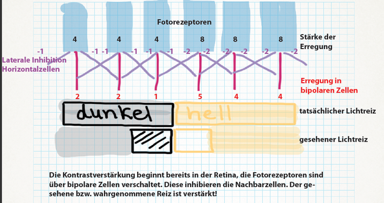 Die Erregungsstärke der einen Sinneszelle wird auf die daneben liegende Sinneszelle übertragen, so dass die Bipolaren Zellen eine Interpretation des eigenlichen Seheindrucks erhalten. Der gesehene Reiz unterscheidet sich vom physikalischen Reiz. An den Stellen, wo "hell" auf "dunkel" trifft, kommt es zur Verstärkung des Kontrastes. In der Abbildung ist dies durch die Zahlenwerte 4/8 am Fotorezeptor bzw. 1/5 an den Bipolaren Zellen symbolisiert. Die Erregungsstärke der einen Sinneszelle wird auf die daneben liegende Sinneszelle übertragen, so dass die Bipolaren Zellen eine Interpretation des eigenlichen Seheindrucks erhalten. Der gesehene Reiz unterscheidet sich vom physikalischen Reiz. An den Stellen, wo 'hell' auf 'dunkel' trifft, kommt es zur Verstärkung des Kontrastes. In der Abbildung ist dies durch die Zahlenwerte 4/8 am Fotorezeptor bzw. 1/5 an den Bipolaren Zellen symbolisiert.