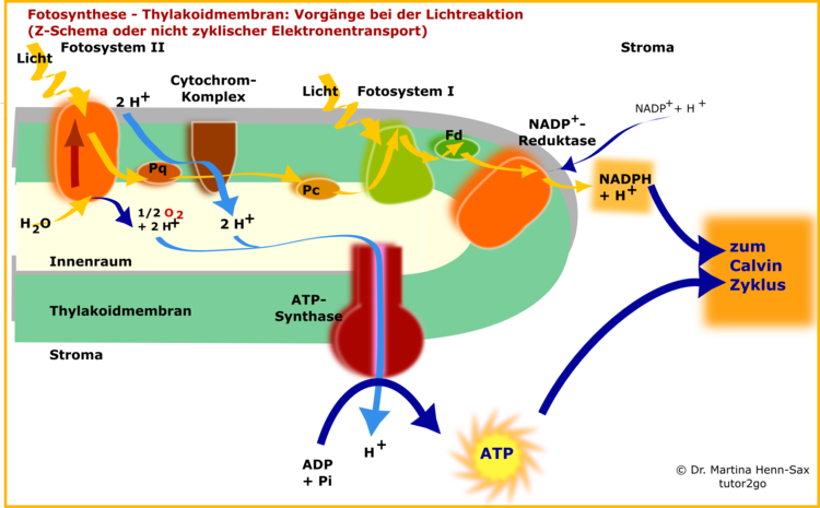 Ausschnitt aus der Thylakoidmembran. Gezeigt sind die Vorgnge der Primrreaktion der Fotosynthese. Oft werden diese als Fotophosphorylierung beschrieben. Beschreiben Sie die Abbildung als bung! Welche Vorgnge laufen parallel ab? Was sind die Endprodukte der Lichtreaktion. Erklrungen finden Sie auch im Text unten! Verwendete Abkrzungen: Pq: Plastochinon; Pc: Plastocyanin; Fd: Ferredoxin.