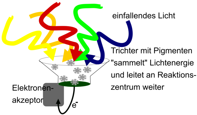 Lichtsammelkomplex