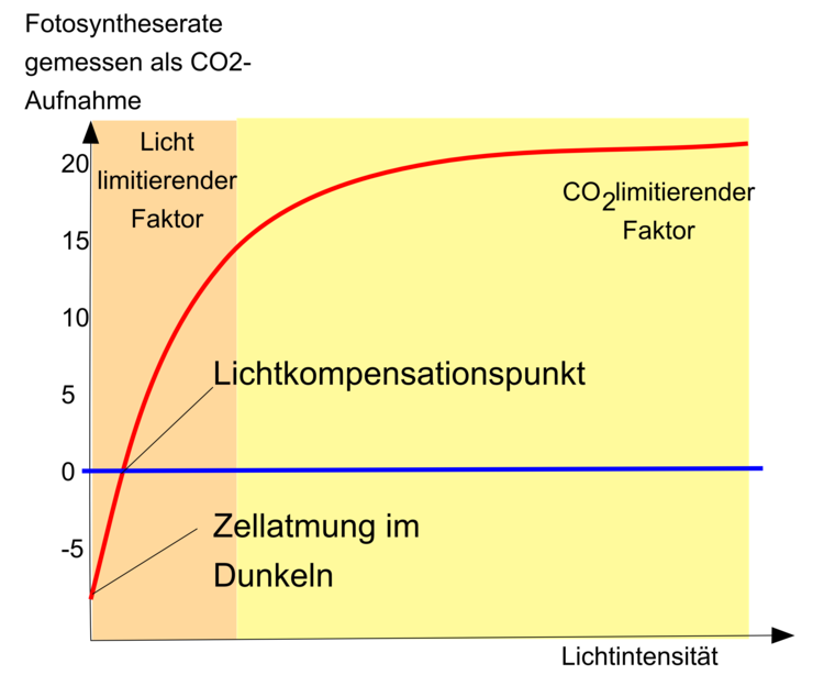Gezeigt ist die Fotosyntheserate in Abh�ngigkeit der Lichtintensit�t in Form einer S�ttigungskurve. Licht oder CO2 sind je nach Lichtintensit�t die limitierenden Faktoren der Fotosynthese.