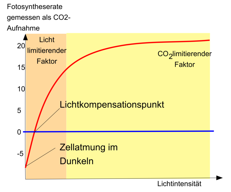 Gezeigt ist die Fotosyntheserate in AbhÃ¤ngigkeit der LichtintensitÃ¤t in Form einer SÃ¤ttigungskurve. Licht oder CO2 sind je nach LichtintensitÃ¤t die limitierenden Faktoren der Fotosynthese.