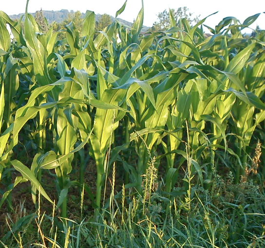 C4-Pflanze Mais