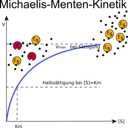 Abhängigkeit der Reaktionsgeschwindigkeit einer Enzymreaktion von der Konzentration des umzusetzenden Substrats. Die Substratkonzentration bei der die halbmaximale Reaktionsgeschwindigkeit erreicht wird, bezeichnet man als Michaelis-Menten-Konstante KM. Der Kurvenverlauf wird mit dem Begriff Sättigungskurve bezeichnet. Abhängigkeit der Reaktionsgeschwindigkeit einer Enzymreaktion von der Konzentration des umzusetzenden Substrats. Die Substratkonzentration bei der die halbmaximale Reaktionsgeschwindigkeit erreicht wird, bezeichnet man als Michaelis-Menten-Konstante KM. Der Kurvenverlauf wird mit dem Begriff Sättigungskurve bezeichnet.