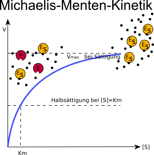 AbhÃƒÂ¤ngigkeit der Reaktionsgeschwindigkeit einer Enzymreaktion von der Konzentration des umzusetzenden Substrats. Die Substratkonzentration bei der die halbmaximale Reaktionsgeschwindigkeit erreicht wird, bezeichnet man als Michaelis-Menten-Konstante KM. Der Kurvenverlauf wird mit dem Begriff SÃƒÂ¤ttigungskurve bezeichnet.