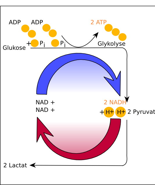 Milchsäure oder Laktat entsteht durch die Reduktion von Pyruvat.
