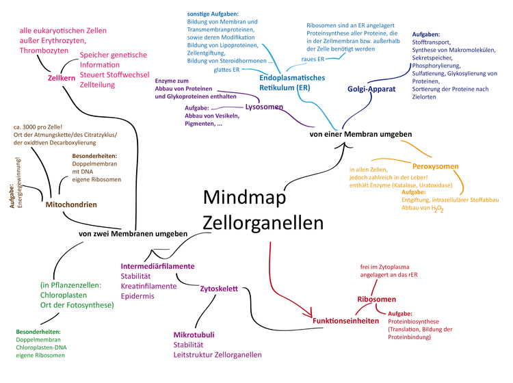 Mindmap Zellorganelle
