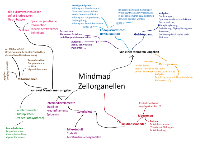 Mindmap Zellorganelle Mindmap Zellorganelle