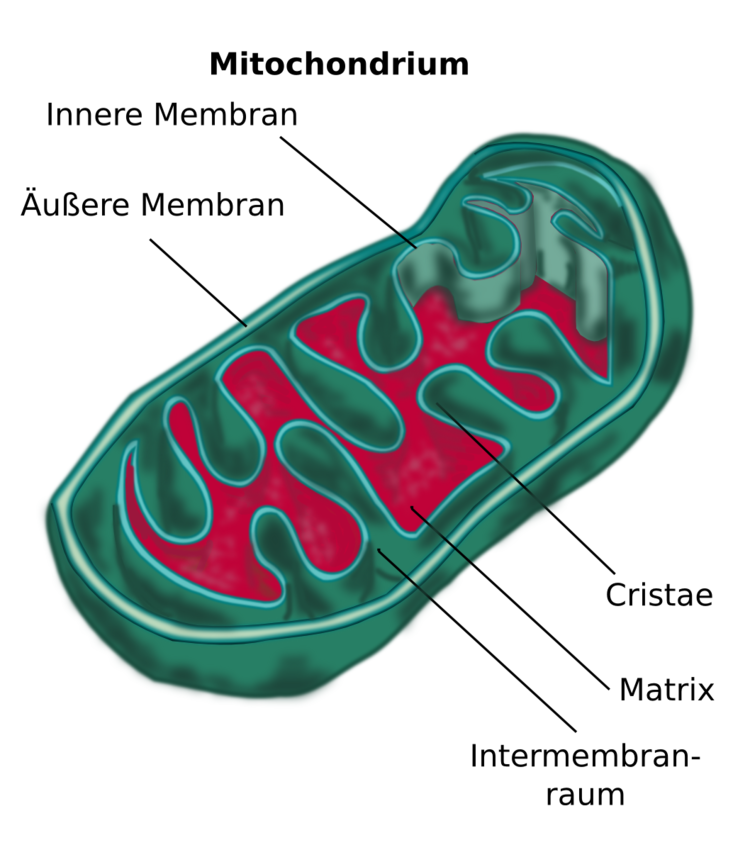 Mitochondrium: Ort der Atmungskette. OberflÃ¤chenvergrÃ¶Ãerung ist hier und bei den Chloroplasten sichtbar.