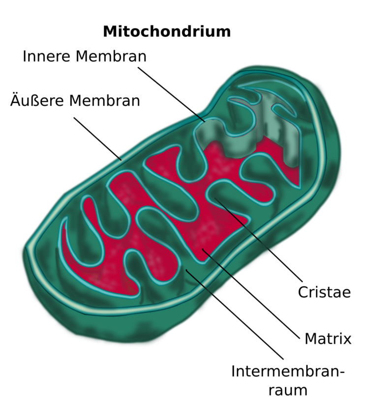 Mitochondrium: Ort der Atmungskette. OberflÃƒÂ¤chenvergrÃƒÂ¶ÃƒÂŸerung ist hier und bei den Chloroplasten sichtbar.