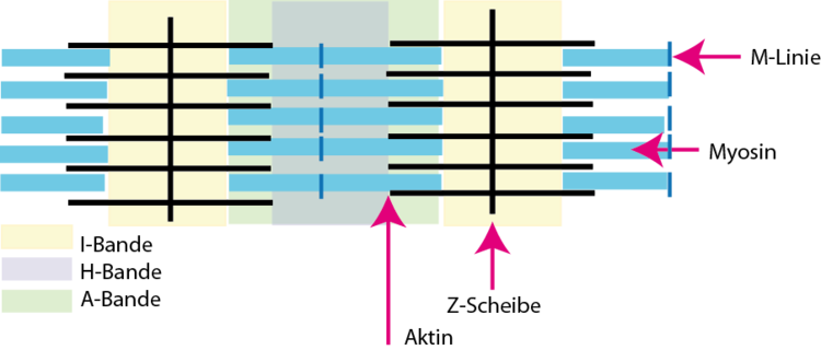 Z-Scheibe, A-Bande, H-Zone und I-Bande sowie die M-Linie zeichnen die Grundstruktur des Sarkomers aus. Diese Zone des Sarkomers ist die kleinste bewegliche Einheit.