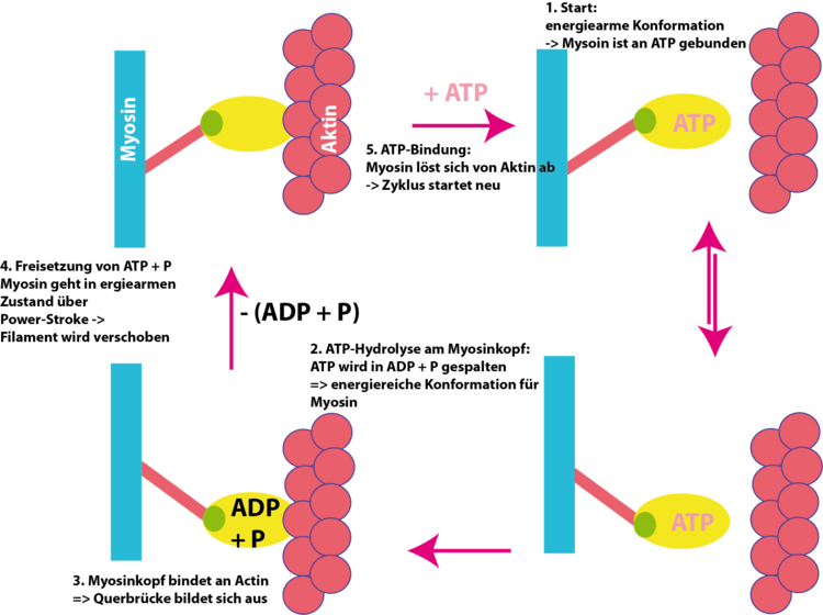 Die Muskelkontraktion ist ein ATP-verbrauender Vorgang. In 5 Schritten ist der Kontraktionszyklus gezeigt. Details siehe Text.