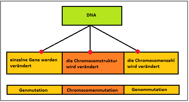 Arten von Mutationen mutation-chromosom-arten-mutagen