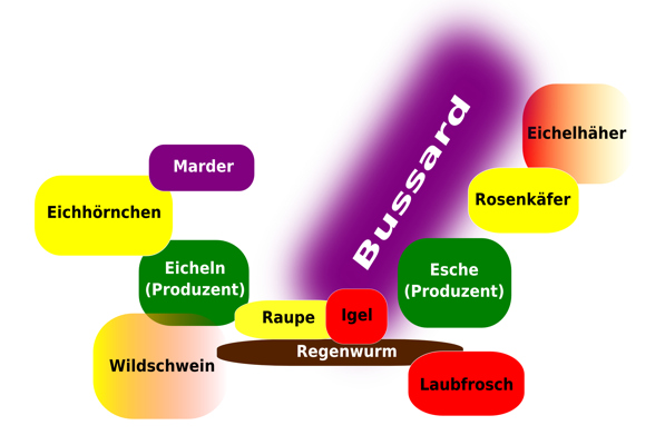 Nahrungsnetz im Ãkosystem Wald. Die Produzenten sind in grÃ¼n gezeigt, die verschiedenen Konsumenten in unterschiedlichen Farben. Es gibt Arten, die sowohl Pflanzen als auch Tiere als Nahrungsgrundlage haben. Diese verknÃ¼pfen das Nahrungsnetz noch komplexer.