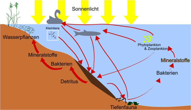 Stoffkreislauf im See. Produzenten, Konsumenten und Destruenten arbeiten zusammen. Details siehe Text.