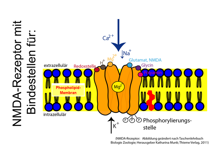 NMDA-Rezeptor: Der Neurotransmitter Glutamat bindet an den NMDA-Rezeptor. Neben Na+-Ionen kann der NMDA-Rezeptor ebenso als Kanal fÃƒÂ¼r Calicum- und Kalium-Ionen dienen.