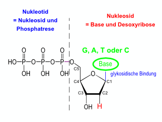 Abbildung: Nukleotidtriphosphat – Baustein der DNA: aus Phosphorsäure, Zucker und eine der vier möglichen organischen Basen gebildet. Das zentrale Zuckermolekül gibt die Nummerierung vor! Abbildung: Nukleotidtriphosphat ? Baustein der DNA: aus Phosphorsäure, Zucker und eine der vier möglichen organischen Basen gebildet. Das zentrale Zuckermolekül gibt die Nummerierung vor!
