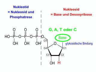 Abbildung: Nukleotidtriphosphat ? Baustein der DNA: aus PhosphorsÃƒÂ¤ure, Zucker und eine der vier mÃƒÂ¶glichen organischen Basen gebildet. Das zentrale ZuckermolekÃƒÂ¼l gibt die Nummerierung vor!