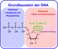 Nukleotid: Grundbaustein der DNA