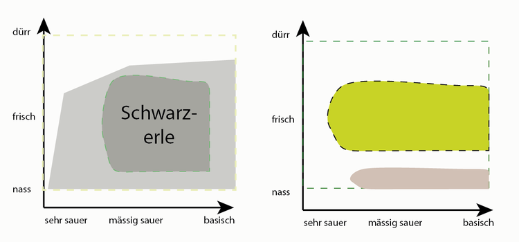 Abbildung 3. Ökogramm der Schwarzerle:  linke Seite -> physiologische Potenz der Schwarzerle gegenüber den abiotischen Faktoren Feuchtigkeit und pH-Wert des Bodens: dunkelgrau = Optimum; hellgrau = Toleranzbereich rechte Seite -> ökologische Potenz. Die Schwarzerle (hellbraun) kann in einem von Buchen (grün) dominierten Wald nur in einer bestimmten Nische bestehen. Nach einer Untersuchung der ETH Zürich (DeMicheli, Daehler)