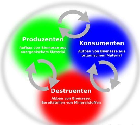 Schema Ökosystem Produzenten, Destruenten und Konsumenten bilden eine Einheit im Haushalt der Natur.