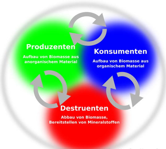 Produzenten, Destruenten und Konsumenten bilden eine Einheit im Haushalt der Natur.