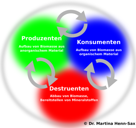 Grundprinzip des Ãkosystems ist das Zusammenspiel von Produzenten, Konsumenten und Destruenten.