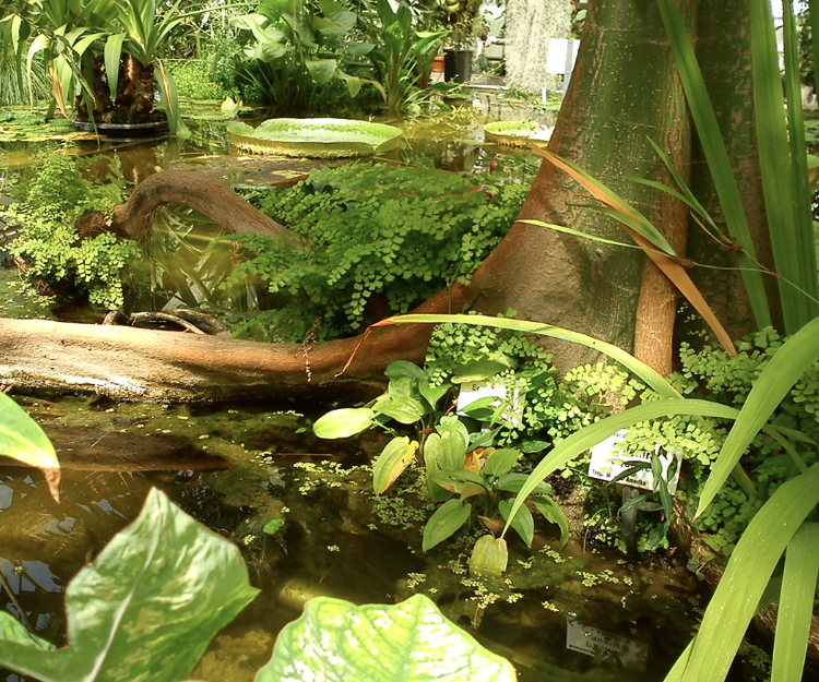 Tropischer Regenwald -> nicht 100 % nat�rlich, sondern eines der Gew�chsh�user im Alten botanischen Garten, G�ttingen.