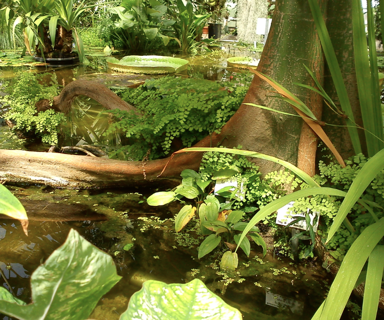 Tropischer Regenwald -> nicht 100 % natürlich, sondern eines der Gewächshäuser im Alten botanischen Garten, Göttingen. Tropischer Regenwald -> nicht 100 % natürlich, sondern eines der Gewächshäuser im Alten botanischen Garten, Göttingen.