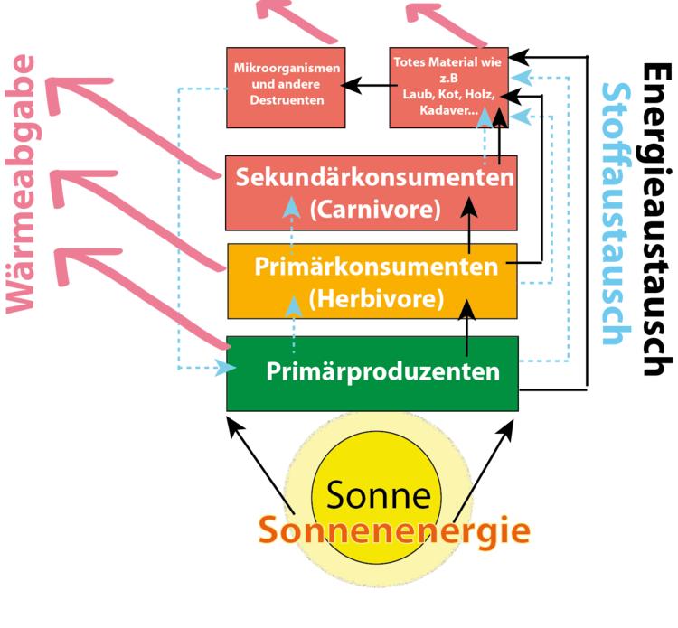 Die Dynamik von Ökosystemen im Überblick. Das Schema zeigt den Energiefluss (____) und den Stoffkreislauf (------) in Ökosystemen. Der Energiefluss beginnt mit der Aufnahme von Sonnenenergie. Diese durchläuft das Nahrungsnetz in Form von chemischer Energie und verlässt das Ökosystem als Wärmeenergie (Wärmeabstrahlung ins Weltall). Die Stoffe werden von Primärproduzenten zu Primär- und Sekundärkonsumenten transferiert. Schließlich landen alle Stoffe im Detritus-Kompartiment (tote organische Abfälle wie Holz, Laub...). Die Zersetzer (Destruenten) bauen die toten Materialien in anorganische Nährelemente um, die anderen Organismen wieder zur Verfügung stehen. Ein Ökosystem unterliegt damit den thermodynamischen Grundgesetzen. Wärme- und Stoffaustausch im Ökosystem. Für den Stoffaustausch ist das Ökosystem ein geschlossenes , für den Energiehaushalt ein offenes System.