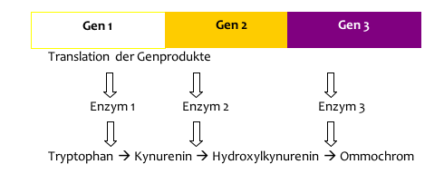 Genwirkkette: Ommochromsynthese in Fruchtfliegen