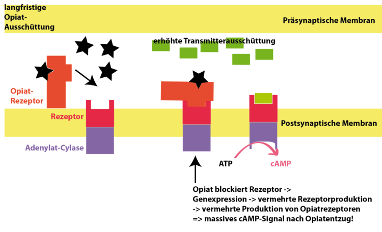 Langfristige Opiatausschüttung führt zu Gegenreaktionen der Zelle. Die Anzahl der Rezeptoren in der postsynaptischen Membran wird erhöht mit dem Ziel die cAMP-Konzentration in der Zelle konstant zu halten. Die Opiatrezeptoren müssen erhöht werden, um den Effekt der Droge aufrecht erhalten zu können ....Der Teufelskreis beginnt. Es kommt bei Opiatentzug zu massiven cAMP-Ausschüttungen in der Zelle. Erst durch langsames zurückregulieren der Rezeptoranzahl in der postsynaptischen Membran verschwinden die Suchteffekte.
