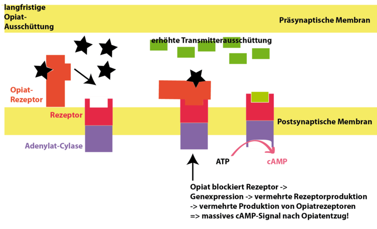 Langfristige Opiatausschüttung führt zu Gegenreaktionen der Zelle. Die Anzahl der Rezeptoren in der postsynaptischen Membran wird erhöht mit dem Ziel die cAMP-Konzentration in der Zelle konstant zu halten. Die Opiatrezeptoren müssen erhöht werden, um den Effekt der Droge aufrecht erhalten zu können ....Der Teufelskreis beginnt. Es kommt bei Opiatentzug zu massiven cAMP-Ausschüttungen in der Zelle. Erst durch langsames zurückregulieren der Rezeptoranzahl in der postsynaptischen Membran verschwinden die Suchteffekte. Langfristige Opiatausschüttung führt zu Gegenreaktionen der Zelle. Die Anzahl der Rezeptoren in der postsynaptischen Membran wird erhöht mit dem Ziel die cAMP-Konzentration in der Zelle konstant zu halten. Die Opiatrezeptoren müssen erhöht werden, um den Effekt der Droge aufrecht erhalten zu können ....Der Teufelskreis beginnt. Es kommt bei Opiatentzug zu massiven cAMP-Ausschüttungen in der Zelle. Erst durch langsames zurückregulieren der Rezeptoranzahl in der postsynaptischen Membran verschwinden die Suchteffekte.