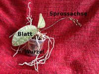 Blatt, Sprossachse und Wurzeln. Die Grundbestandteile der Pflanze.