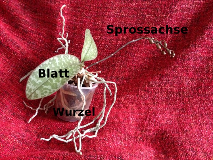 Blatt, Sprossachse und Wurzeln. Die Grundbestandteile der Pflanze.