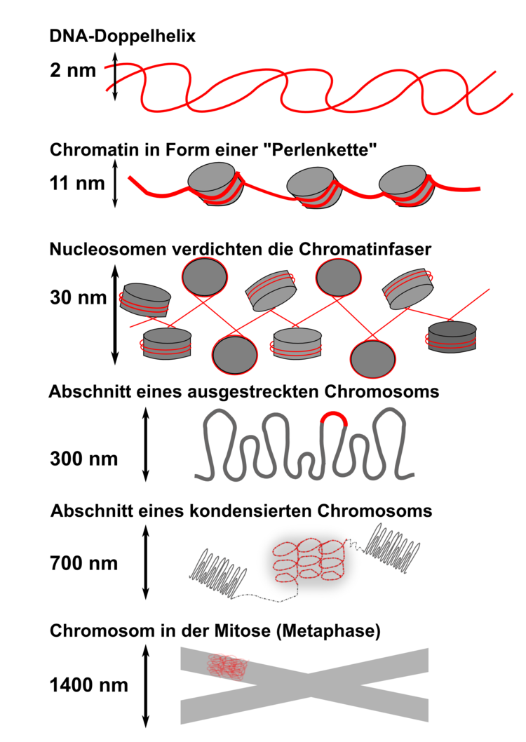 Die Abbildung zeigt die dichte Packung der DNA in Chromosomen. Grundlage sind dabei die Histonproteine, die wie Lockenwickler um das Haar um die DNA gespannt werden. Dabei kommt es zu einer starken Kondensation der DNA.