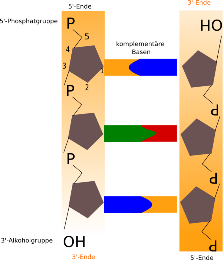 Die Orientierung der Zuckerreste steht in einem der StrÃƒÂ¤nge ?auf dem Kopf?. Biologisch formuliert: Die komplementÃƒÂ¤ren StrÃƒÂ¤nge der DNA verlaufen antiparallel. Dies ist besonders gut an der Orientierung der Desoxyribose zu erkennen. So beruht die Benennung der DNA-StrÃƒÂ¤nge auf der Nomenklatur der C-Atome der Desoxyribose. Der 5?-3?-Strang beginnt mit dem Phosphatrest am C5 oder 5?C-Atom der Desoxyribose. Endpunkt dieses Stranges ist das 3?-Ende mit der noch ungebundenen OH-Gruppe.