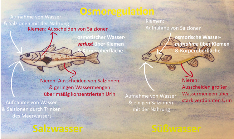 Osmoregulation: Die Umgebungsflüssigkeit zeigt unterschiedliche Salzkonzentrationen. Im Salzwasser verzeichnen Fischen einen osmotischen Wasserverlust, im Süßwasser eine osmotische Wasseraufnahme.