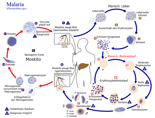 Plasmodium Entwicklungszyklus, Quelle: Wikipedia, public domain: http://commons.wikimedia.org/wiki/File:Plasmodium_zyklus.png